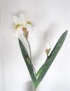 Stor Hvid Iris Længde ca. 75 cm.